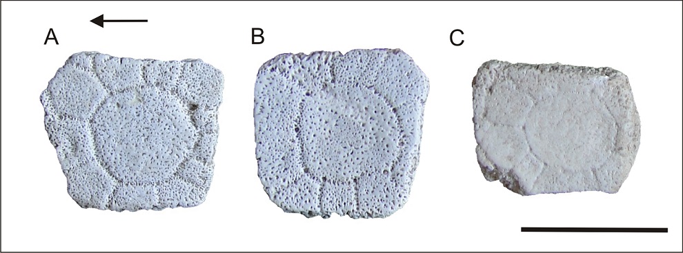 fig.3