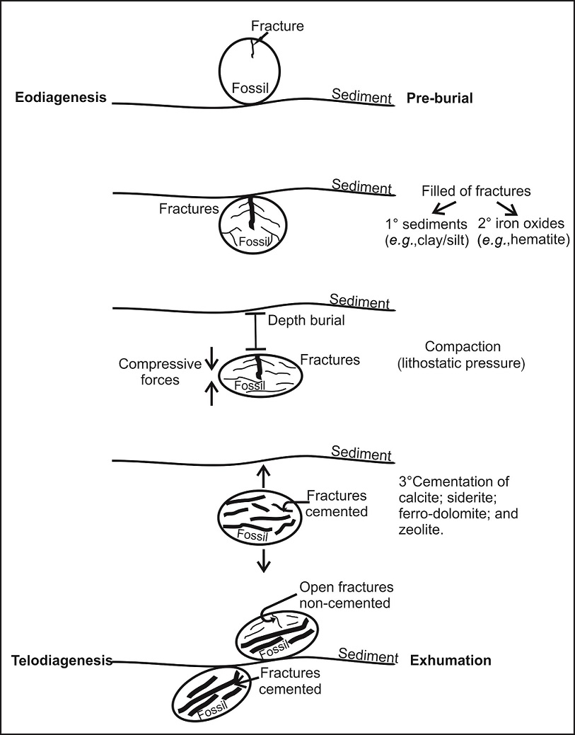 PDF) REPLACEMENT OF IRON SULPHIDES BY OXIDES IN THE DINOSAUR BONE FROM THE LANCE  FM. (WYOMING, USA) – PRELIMINARY STUDY