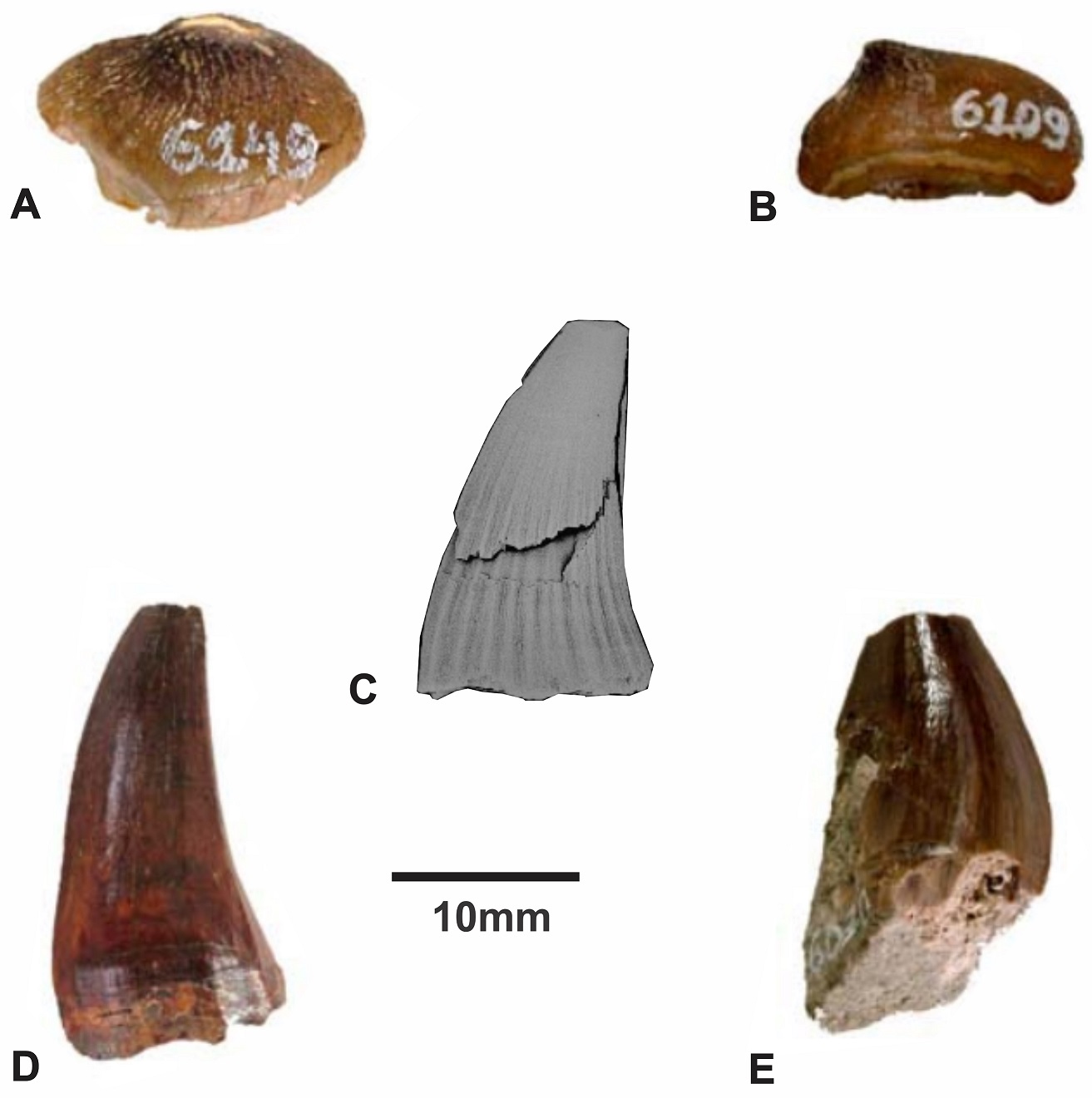 fig.2