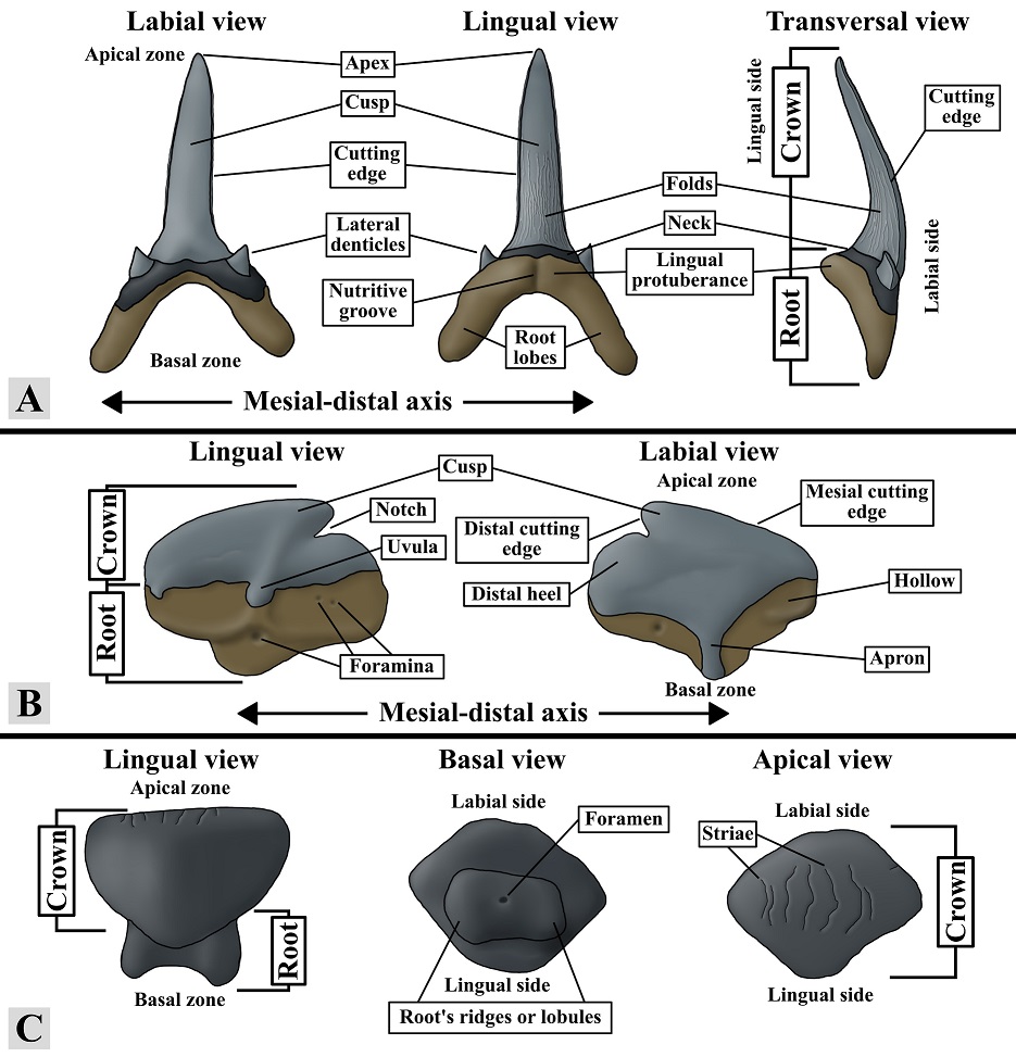 fig.2