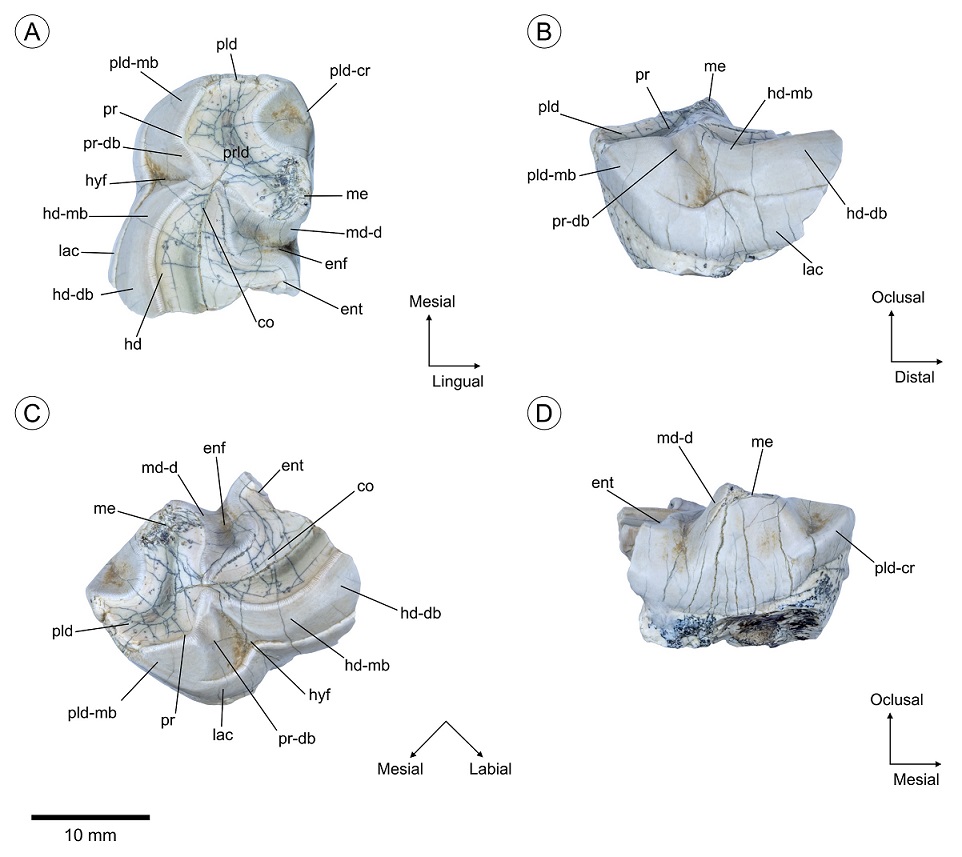 fig.4