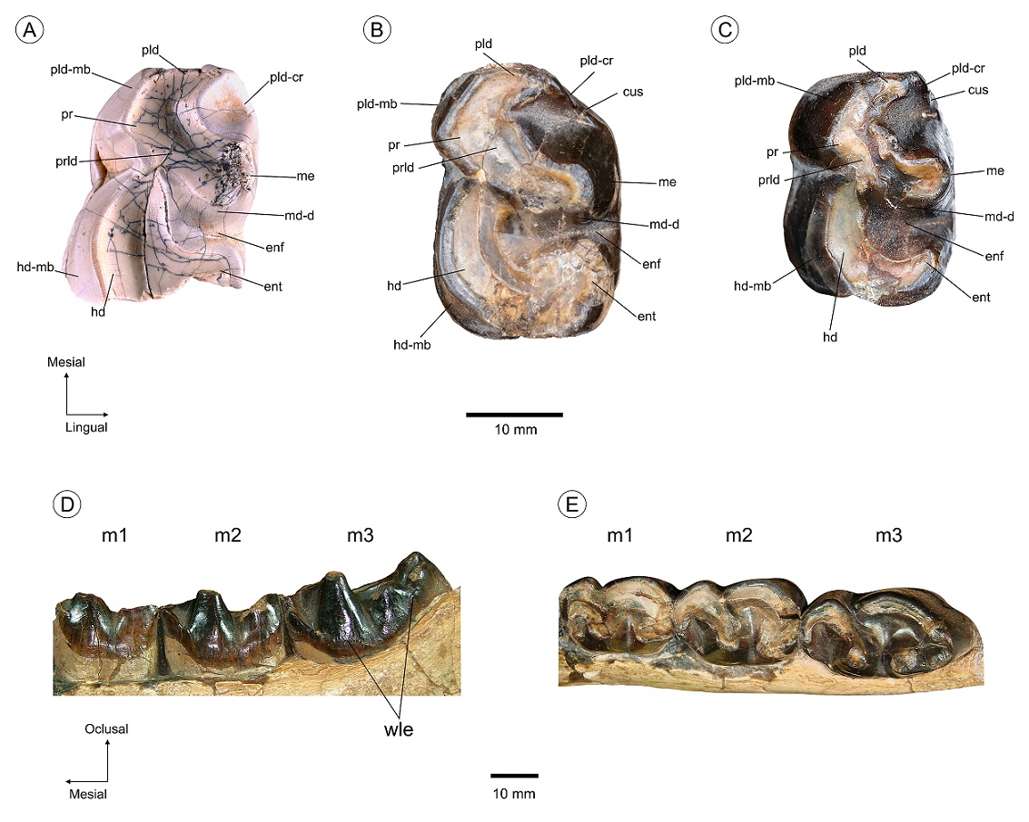 fig.5